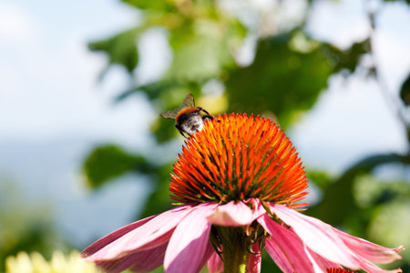 Bee on Echinacea flower