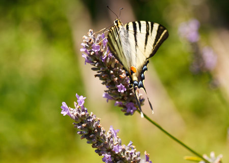 Old World Swallowtail on lavender flowers in bloom