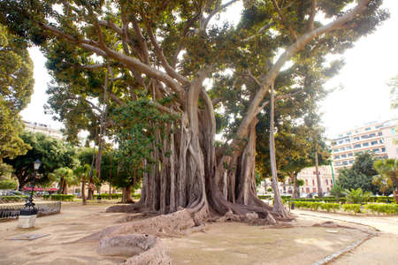View of Big ficus tree in Palermoの写真素材