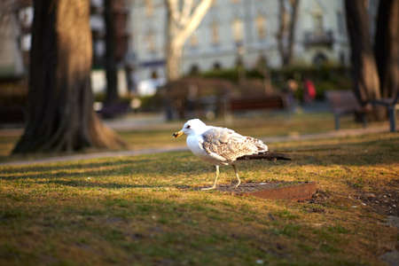 View of Seagull on the grass, Trieste parkの写真素材