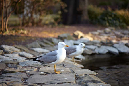 Seagulls next to the pond, Trieste parkの写真素材