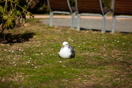 View of Seagull on the grass, Trieste parkの写真素材