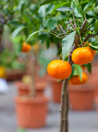 Biological tangerine on tree in the potの写真素材