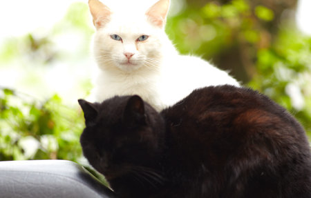 Photo of Beautiful black and white cats