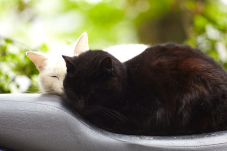 Photo of Beautiful black and white cats