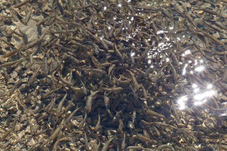 Shoal, a lot of fishes, Krnsko lakeのeditorial素材