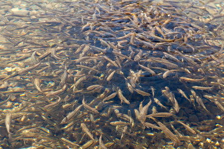 Shoal, a lot of fishes, Krnsko lakeのeditorial素材