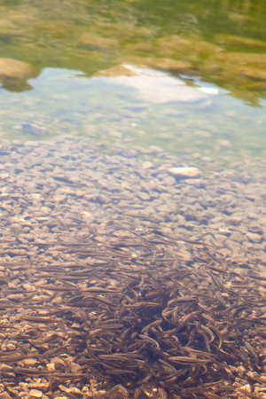 Shoal, a lot of fishes, Krnsko lake