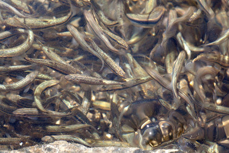Shoal, a lot of fishes, Krnsko lake