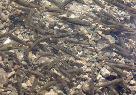 Shoal, a lot of fishes, Krnsko lakeのeditorial素材