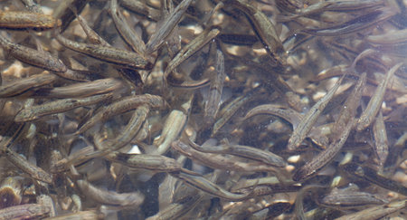 Shoal, a lot of fishes, Krnsko lakeのeditorial素材