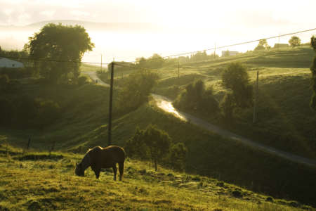 Horse grazing at sunrise in the spanish countrysideの写真素材