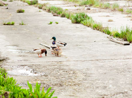 Ducks in the Island of the cona, Nature reserve in Friuli Venezia giuliaの写真素材