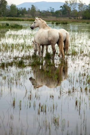 Camargue horses in a swamp - Isola della conaの写真素材