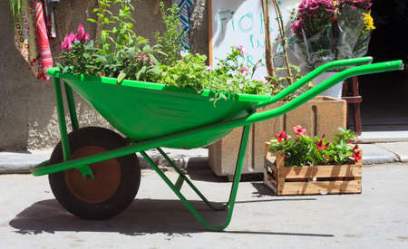 wheelbarrow with plantsの写真素材