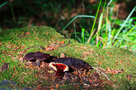 Photo of a Lingzhi mushroom or reishi mushroom - ganoderma lucidum