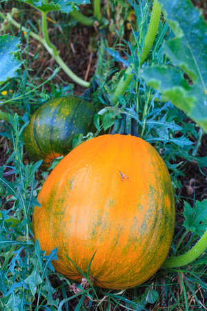 Close up of biological pumpkins in the fieldの写真素材