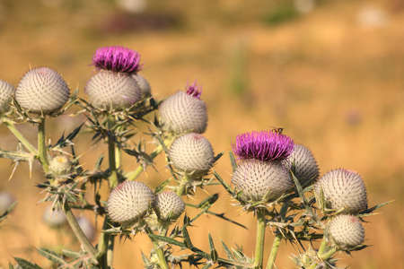 Photo of lilac carduus flowers in the countrysideの写真素材