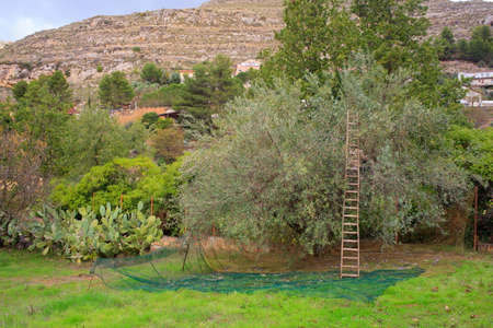 View of Olives harvest in Sicily countrysideの写真素材