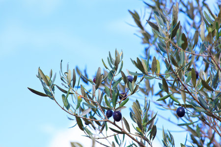 The Olives in the branches in Sicily countryside の写真素材