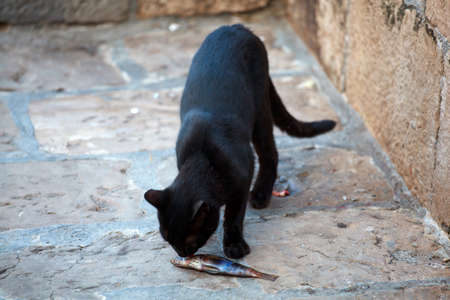 Black cat eating a dead fish in the streetの写真素材