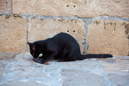 Black cat eating a dead fish in the streetの写真素材