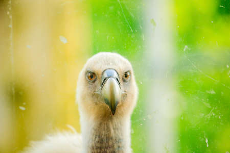 View of Griffon Vulture in the の写真素材