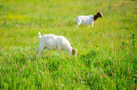 Goats grazing in the green countrysideの写真素材