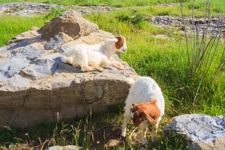 Goats grazing in the green countrysideの写真素材