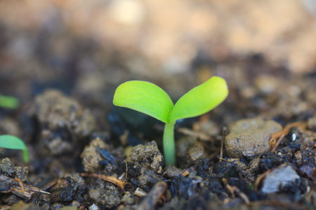 Photo of young plants in the ground