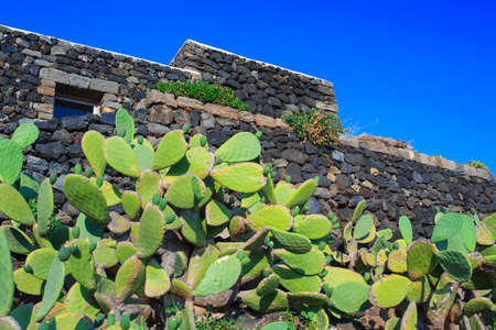 View of pricly pears in Pantelleria, Italyの写真素材