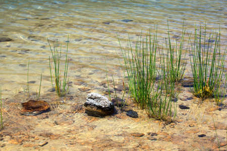 View of juncus in the Lago di Venere in Pantelleria, Sicilyの写真素材