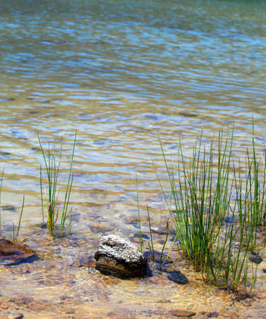 View of juncus in the Lago di Venere in Pantelleria, Sicilyの写真素材