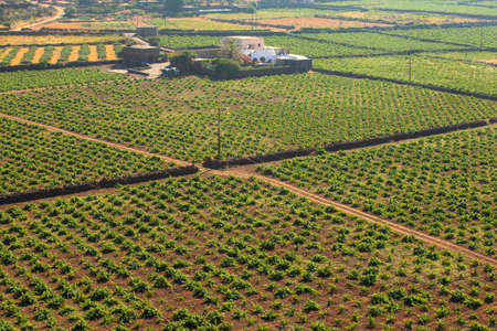 View of zibibbo Plantation in Pantelleriaの写真素材