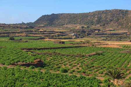 View of zibibbo Plantation in Pantelleriaの写真素材