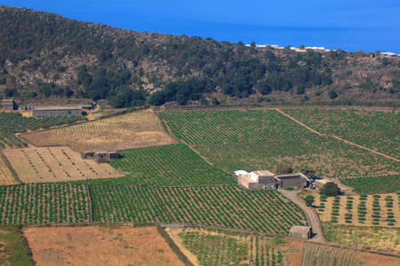 View of zibibbo Plantation in Pantelleria, Sicilyの写真素材