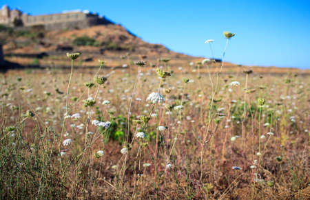 View of tipycal countryside in Pantelleria, Sicilyの写真素材