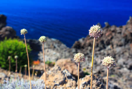 View of countryside flowers in Pantelleria, Sicilyの写真素材