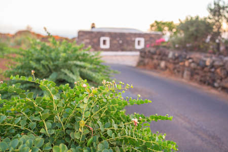 View of Capers plant in Pantelleria, Sicilyの写真素材