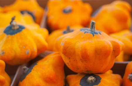 View of little pumpkins in the street marketの写真素材