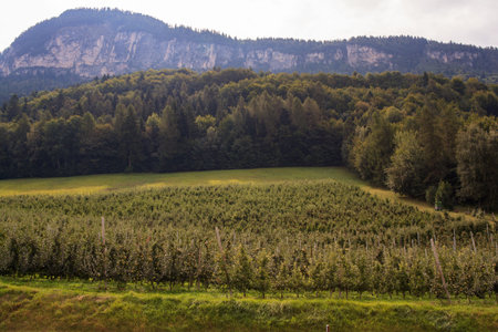 View of Trentino red apples cultivation, Italy