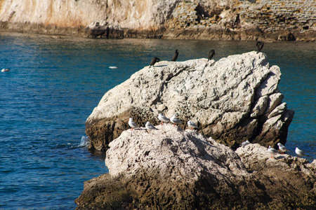 Marangoni - European Shags in the Miramare reserve, Triesteの写真素材