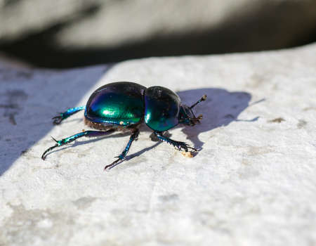 View of green beatle on the rockの写真素材