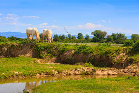 Herd of wild Camargue horses, Soca River Mouth - Italyの写真素材
