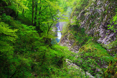 View of forest near the Å kocjan Caves in Sloveniaの写真素材