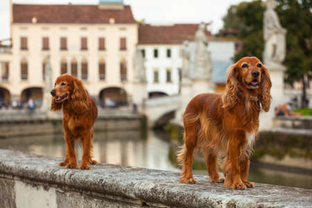 View of two English Cocker Spaniel dogsの写真素材