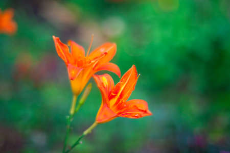 Close up of nice Hemerocallis flower in the gardenの写真素材
