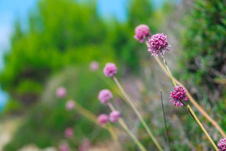 Close up of delicious Alium cepa flowerの写真素材