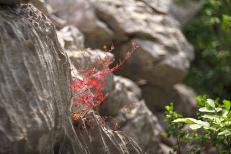 Close up of red countryside flowersの写真素材