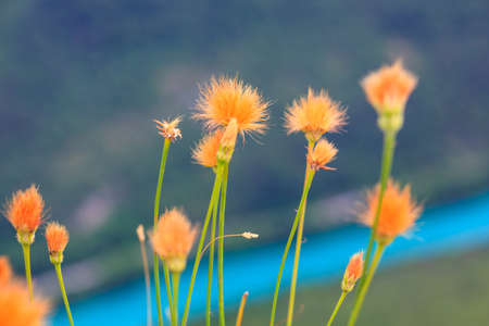 View of colorful flowers in the countryside の写真素材